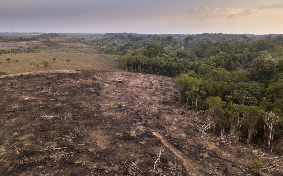 Déforestation Amazonie