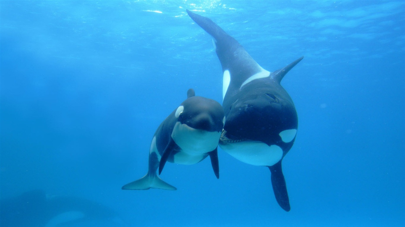 Comment les orques ménopausée aident à la survie dans leurs groupes