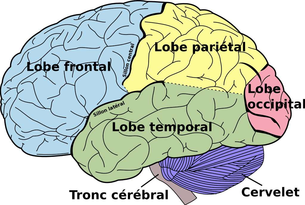 cerveau
lobes frontal, pariétal, temporal, occipital
cervelet
tronc cérébral