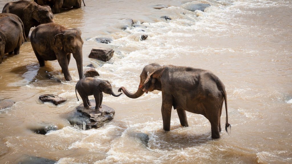 animaux
comportement
elephant
solidarité