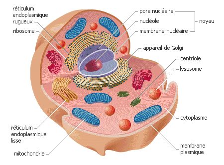 cellule noyau cytosol ARN ADN